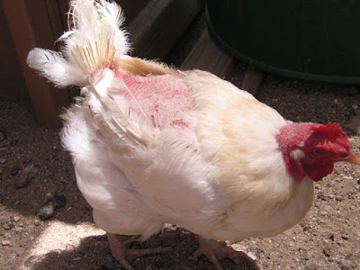 Điều trị dứt điểm gà ăn lông nhau