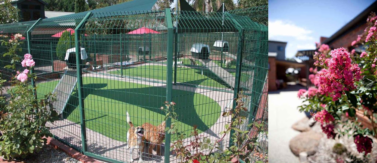 Best Dog Boarding Kennels Brisbane Best Dog Boarding Kennels Brisbane