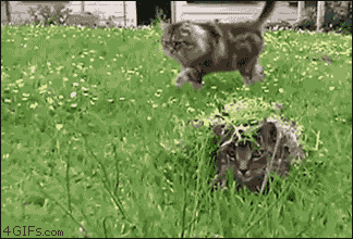 Funny cats - part 313, cute cat photo, best cat pictures, funny cat gif