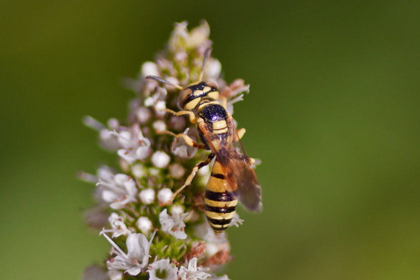Mint Attracting Insects at Home Focusing on Wildlife