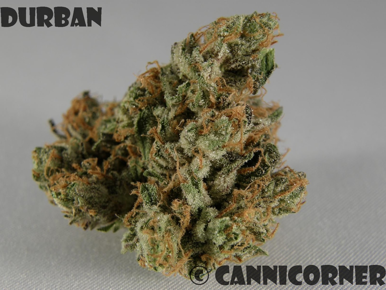 CanniCorner Durban (Durban x [Durban x Bubba Kush])