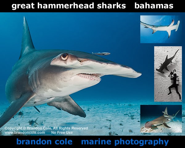 new underwater photos of Great Hammerhead Sharks from Bimini Bahamas by Brandon Cole
