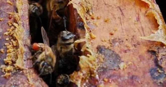 личинки восковой моли. мед это пчелиные экскременты. уза прополиса это. прополис пчелы. прополис, 10г.