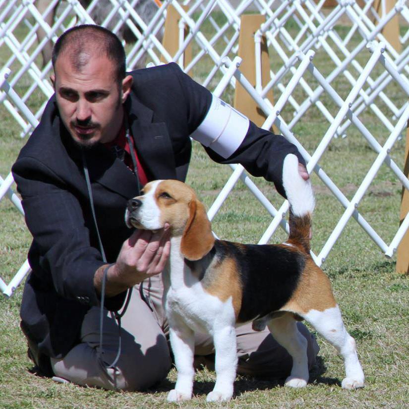 DOG SHOW POOP EUGENE KENNEL CLUB