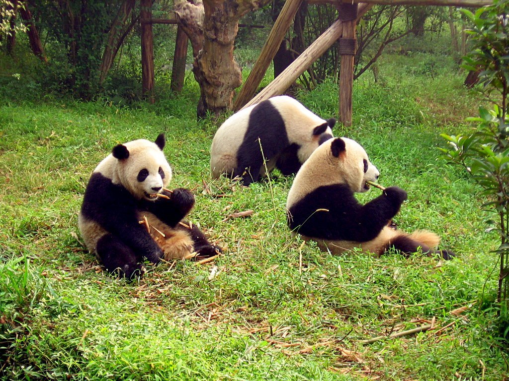 Büyük ve küçük bir panda kaç dişe sahiptir Büyük ve küçük bir panda kaç dişe sahiptir