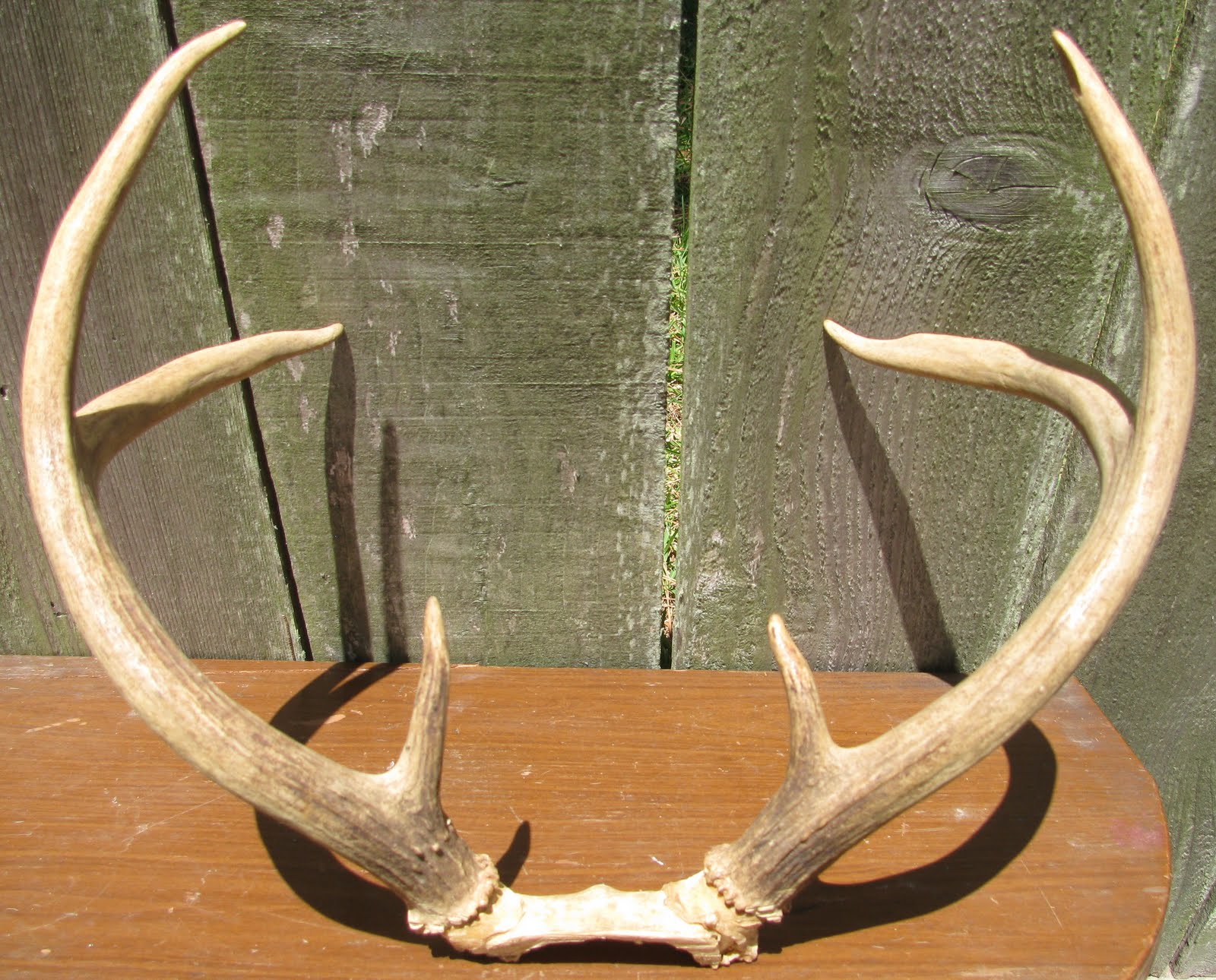 Estate Sale Services 409.750.3688 Roland Dressler Deer Antlers 6 point Trophy Mount Buck antler
