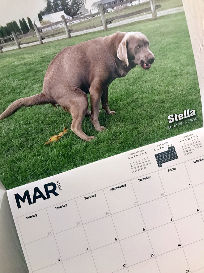 ¡El Calendario de Perros haciendo POPÓ 2019 Ya Esta Aquí!