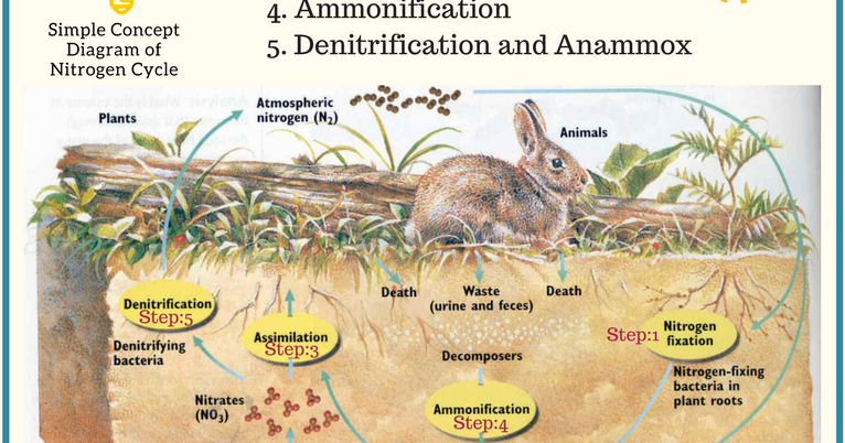 Worksheet on Nitrogen cycle PDF ~ Biology Exams 4 U