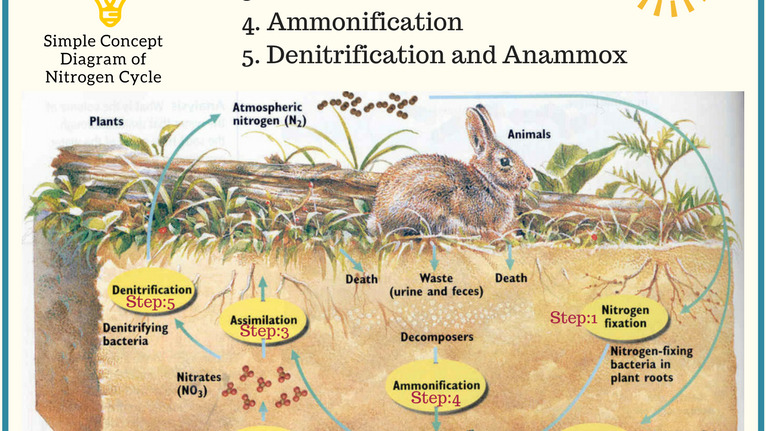 36 The Nitrogen Cycle Worksheet - support worksheet