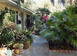 The Gardens of Mount Dora: A Tropical Oasis