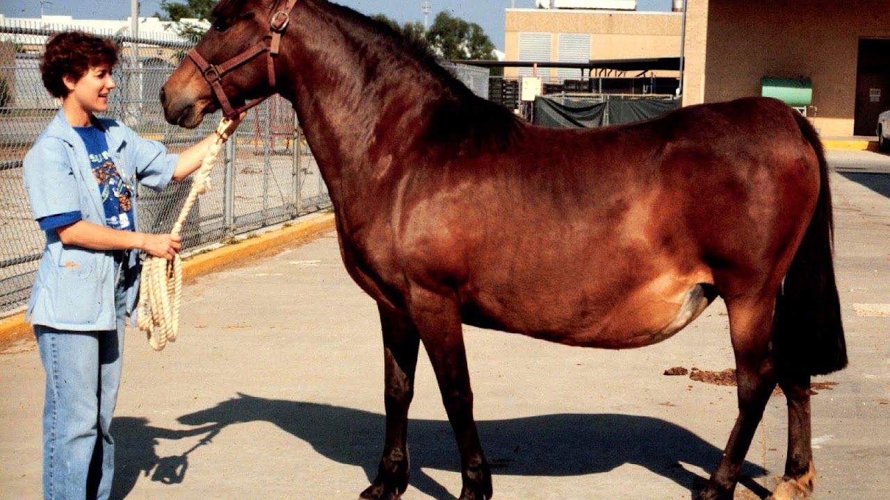 Stages Of Pregnancy In Horses Horse Choices