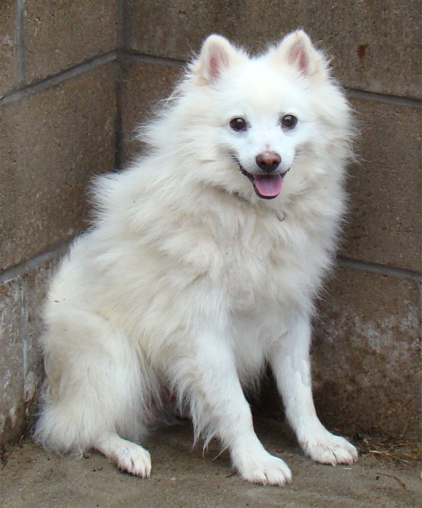 American Eskimo Dog Temperament and Characteristic Bullcatdog