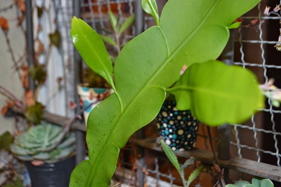 Epiphyllum oxypetalum. Flor de una noche, compleja y perfumada. Epífita o e. Dama de noche. Reina de la noche.