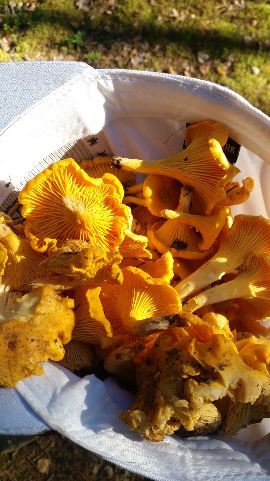 Weekend hiking photos Chanterelles