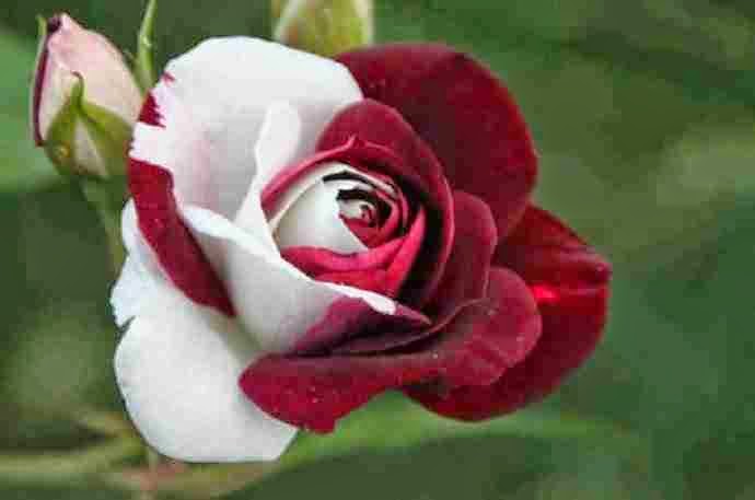amazing flowers
