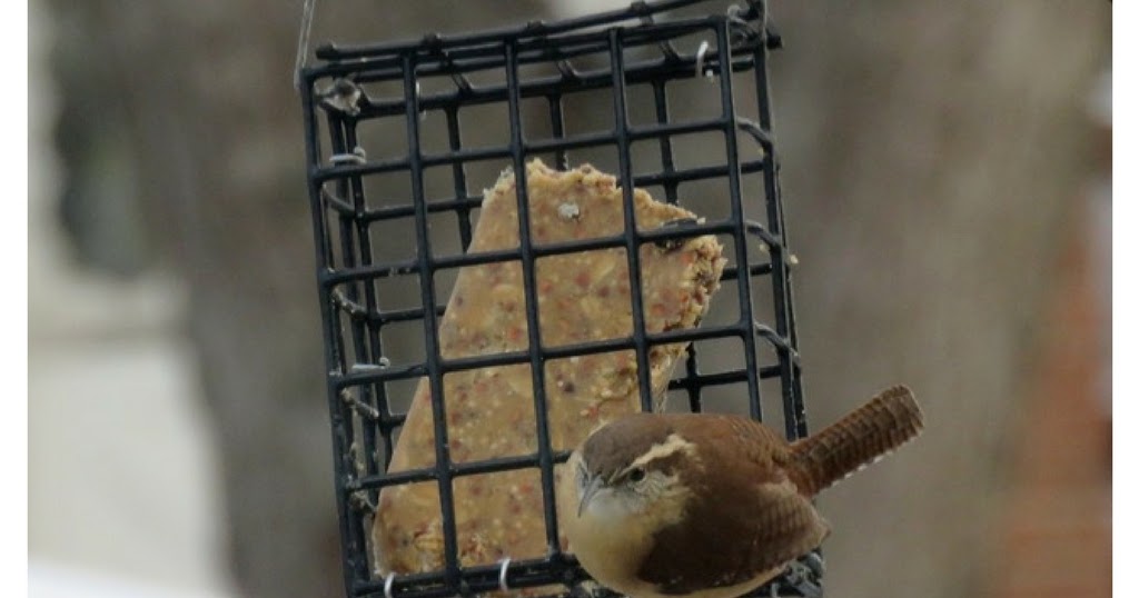 The Contented Naturalist How To Make Suet Cakes For Birds
