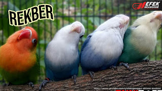 Pengertian Rekber Dan Cara Aman Bertransaksi Lovebird Ternak