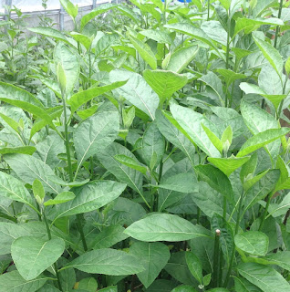 Obianuju Online Bitter Leaf And Fertility Bitter Leaf Facebook