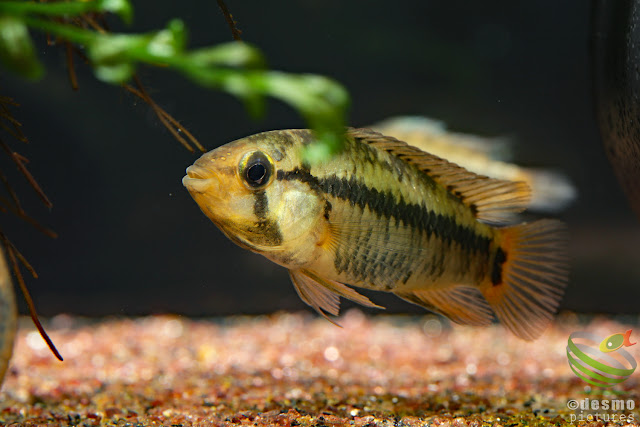 Apistogramma eleutheria