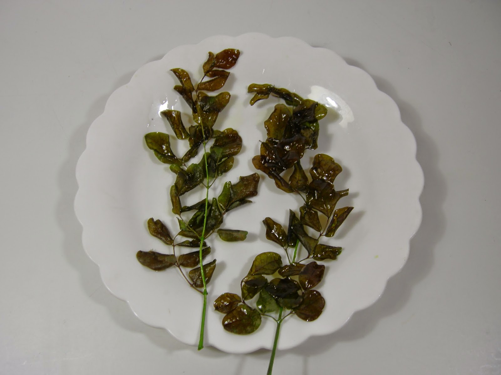 Simply Cooking and Health: Moringa Leaves Sothi - Moringa Leaves ...