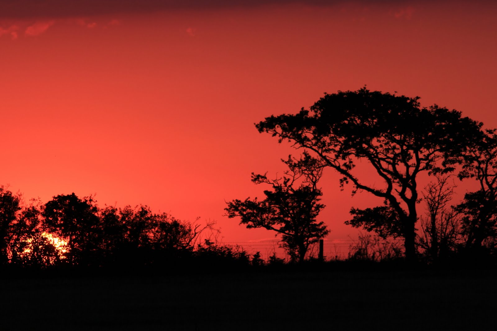 Prime Time: The Sound Of A Norfolk Nightjar Churring At 10pm On