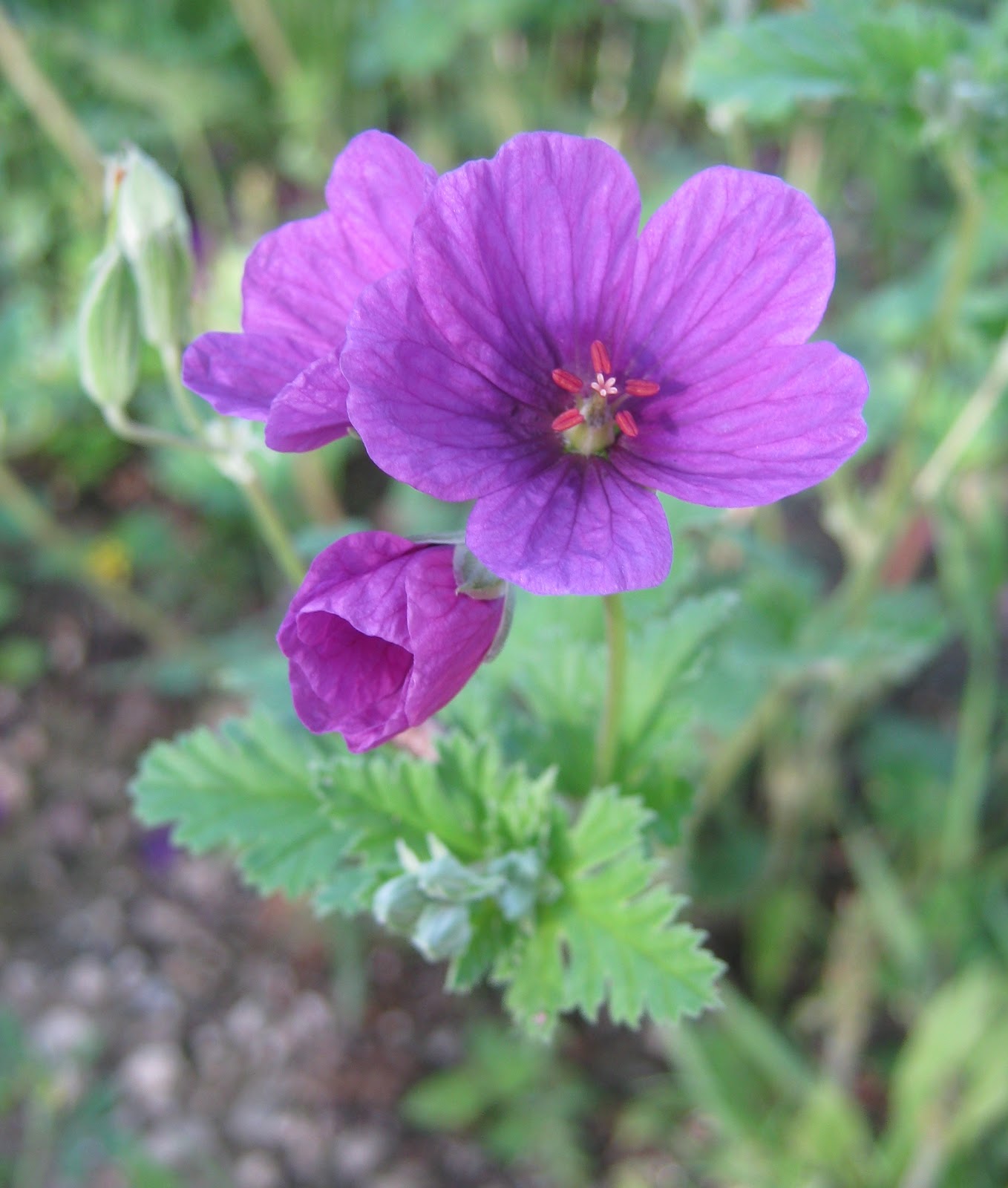 on a hays county hill Bad flower. Very bad.