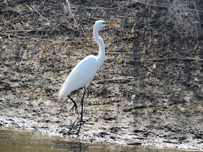 california birding hotspot