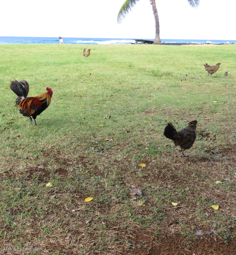 Mae's Food Blog Kauai Chickens