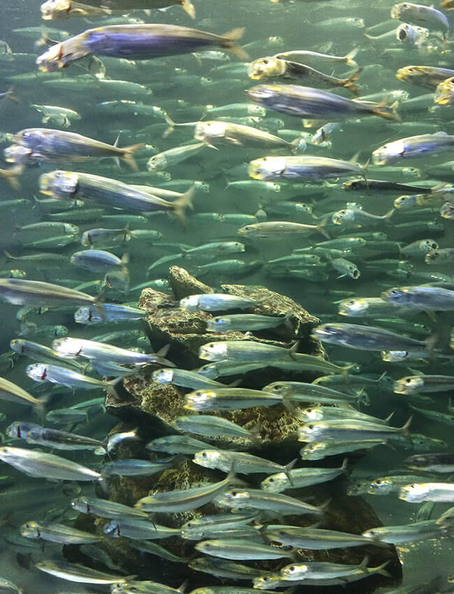 fish