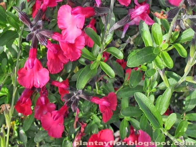 Plantas y flores: Flores de color Rosa