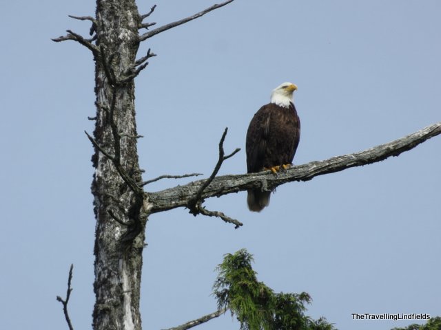 Bald Eagle, Sitka Alaska