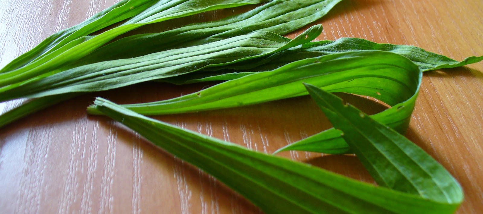 Herbal Chemistry Ziolko Na Piatek Przeciwzapalna Babka Lancetowata Na Wiele Problemow Skornych