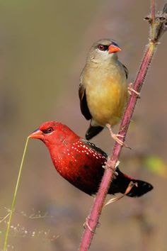 Tips Dan Cara Mudah Beternak Zebra Finch Pipit Zebra Burung Finch