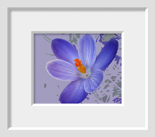 The vibrant indigo blue of a spring crocus macro finds itself on a modern background of complimentary colors.