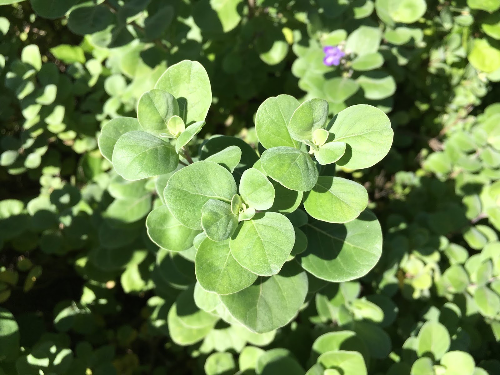 Vitex rotundifolia (Beach Vitex)