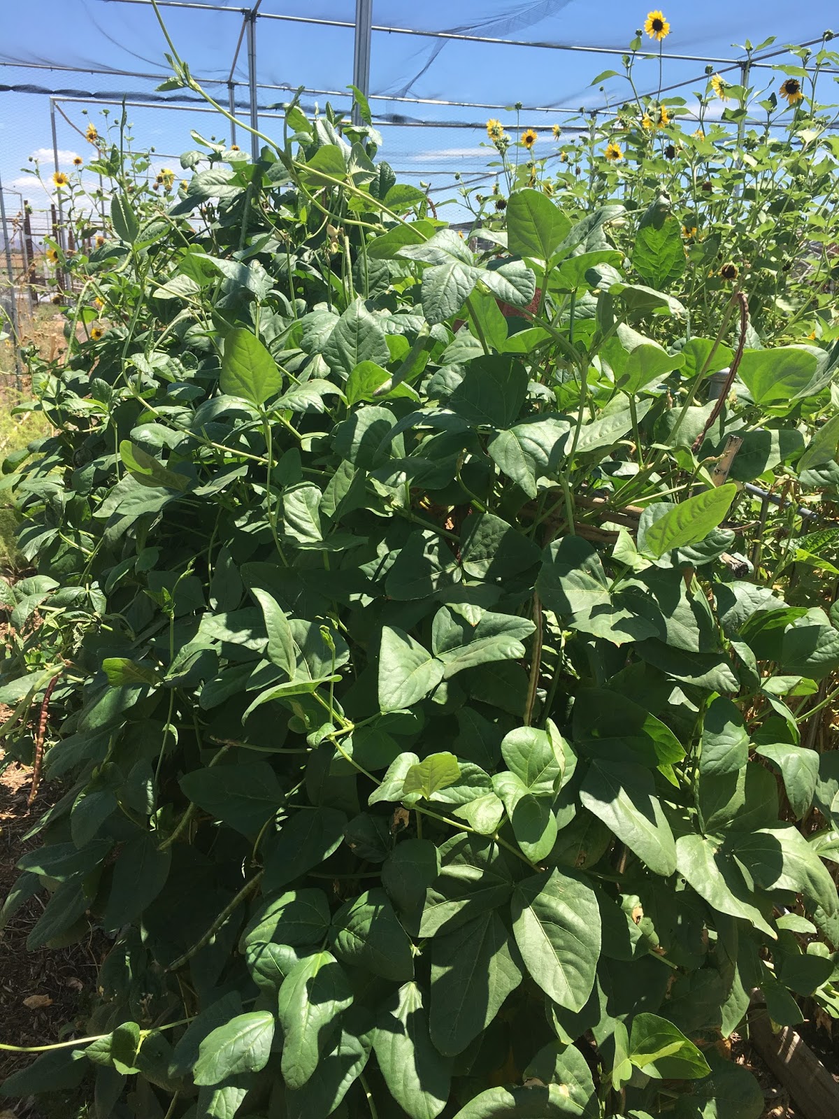 August Update From The Garden Black Eyed Peas Are Ready