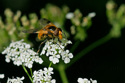 Volucella inflata