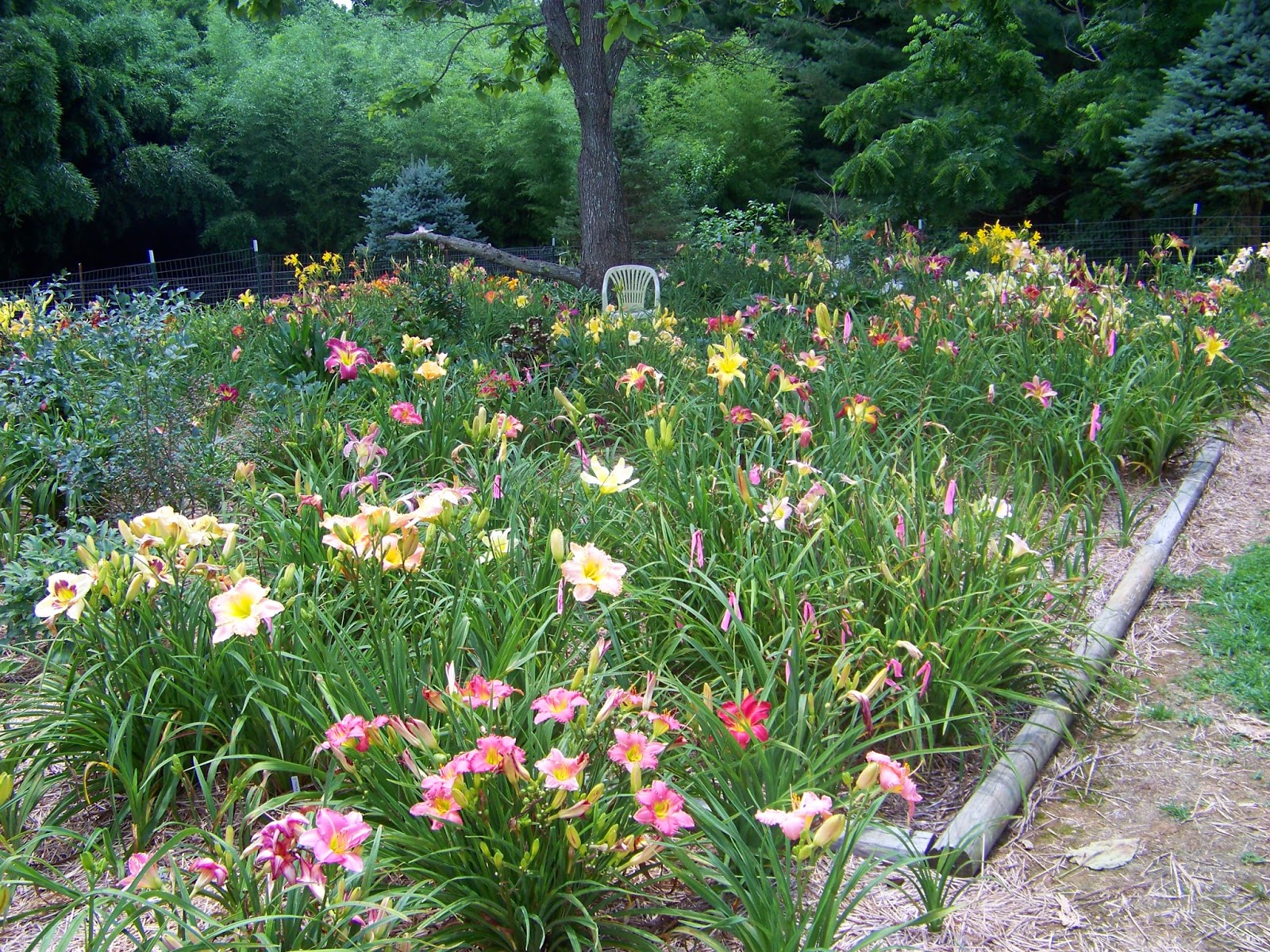 Daylily BReeder Blog: Growing Daylilies 2
