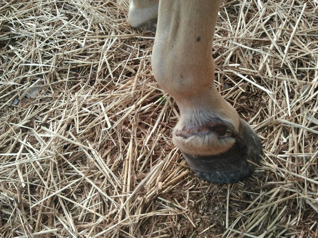 Holistic EquineNatural Health for Your Horse See the Hoof Scar Tissue