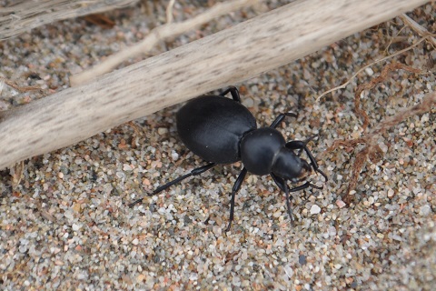 ZOOTOGRAFIANDO (MI COLECCIÓN DE FOTOS DE ANIMALES): ESCARABAJO NEGRO