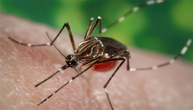 Dengue fever causes, symptoms and precautions