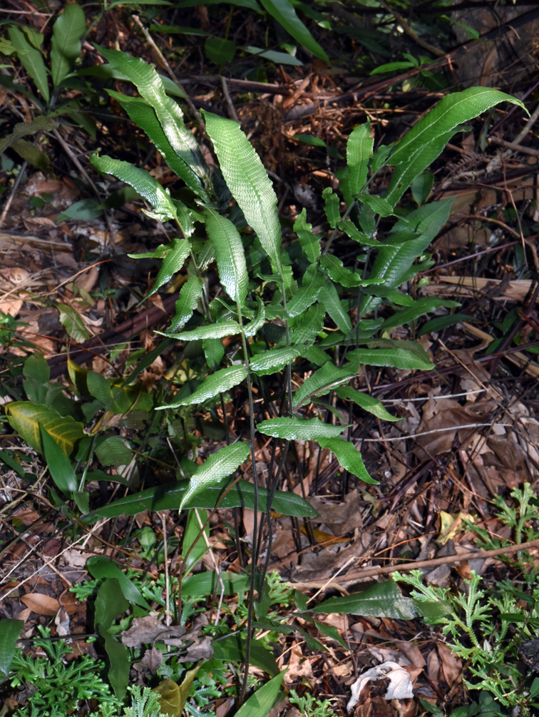 福星花園 羽葉新月蕨