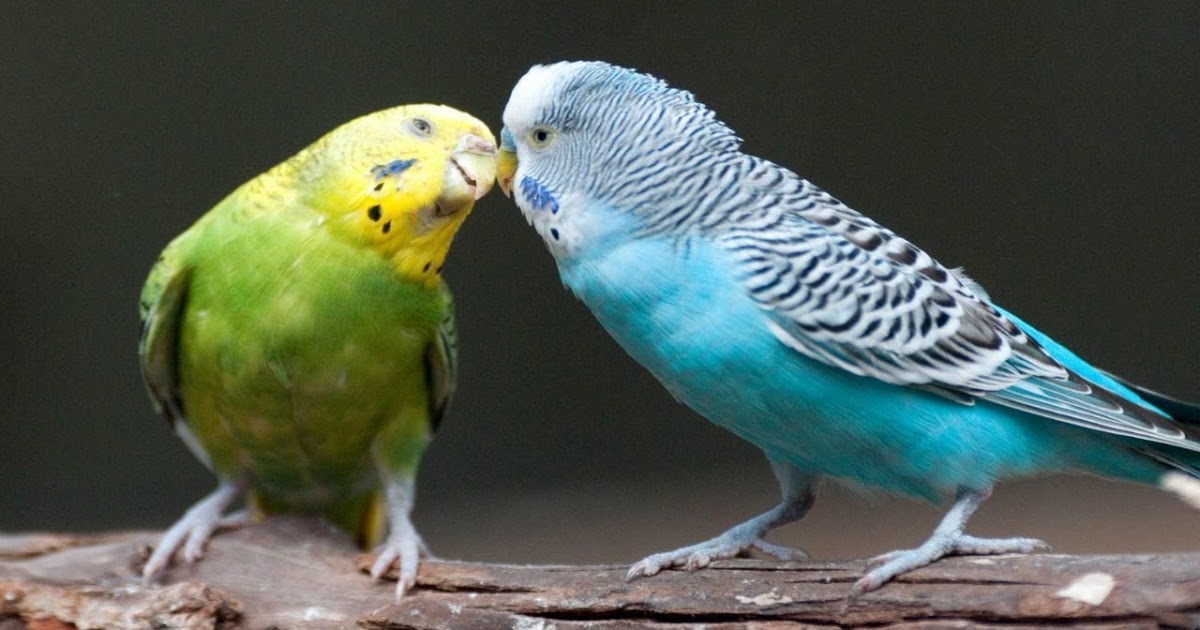 Muhabbet kuşu bakımı