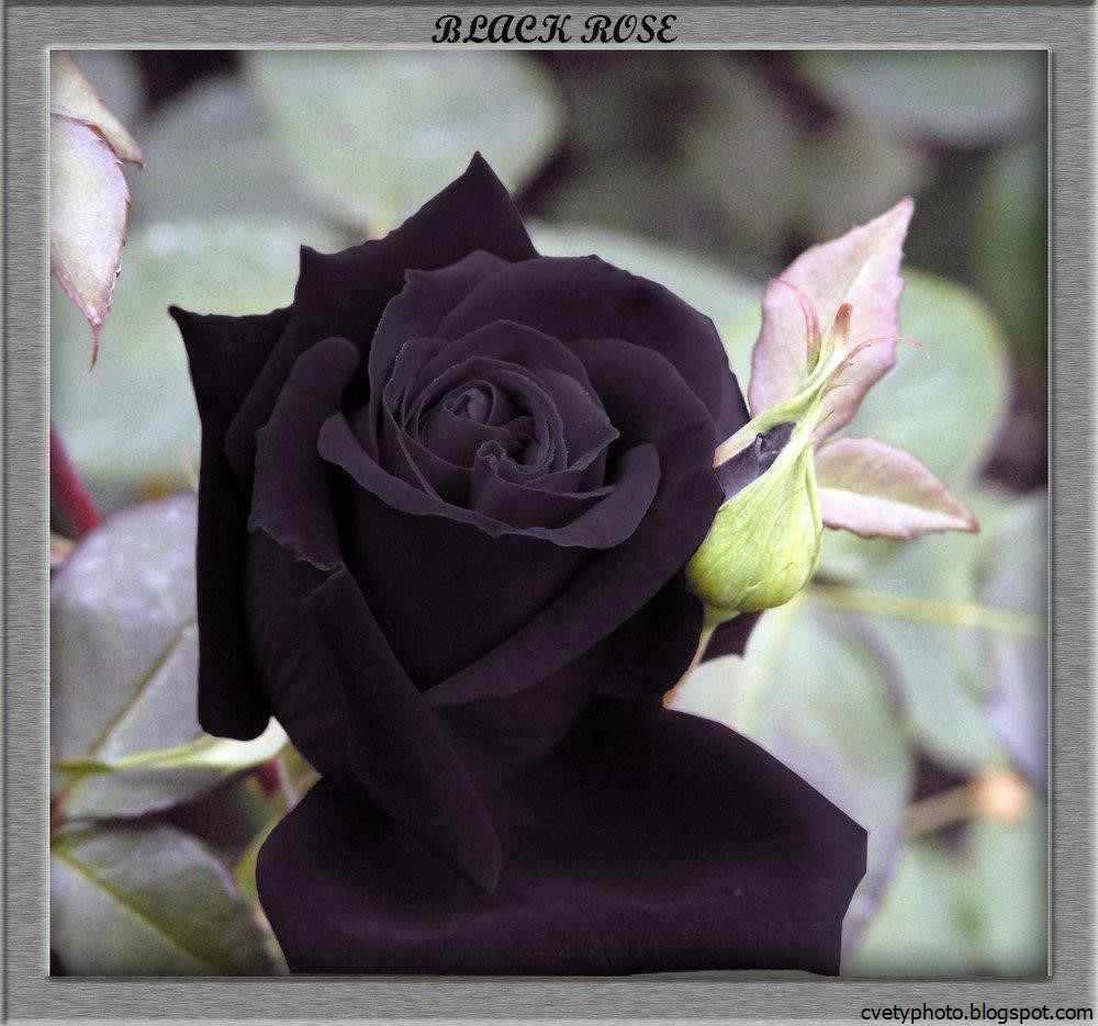 Саженцы черной розы. Черные розы Халфети.