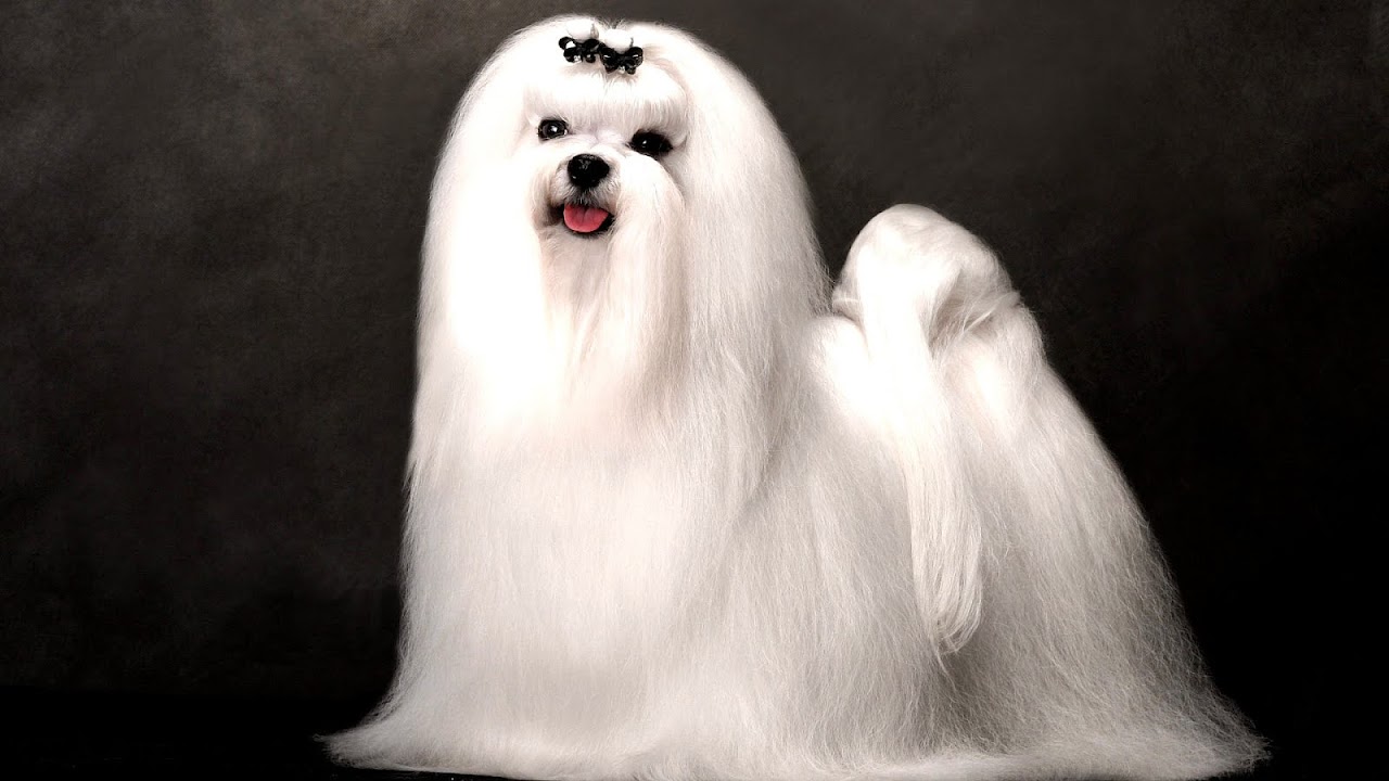 Dog Grooming Pembroke Pines - Dog Choices