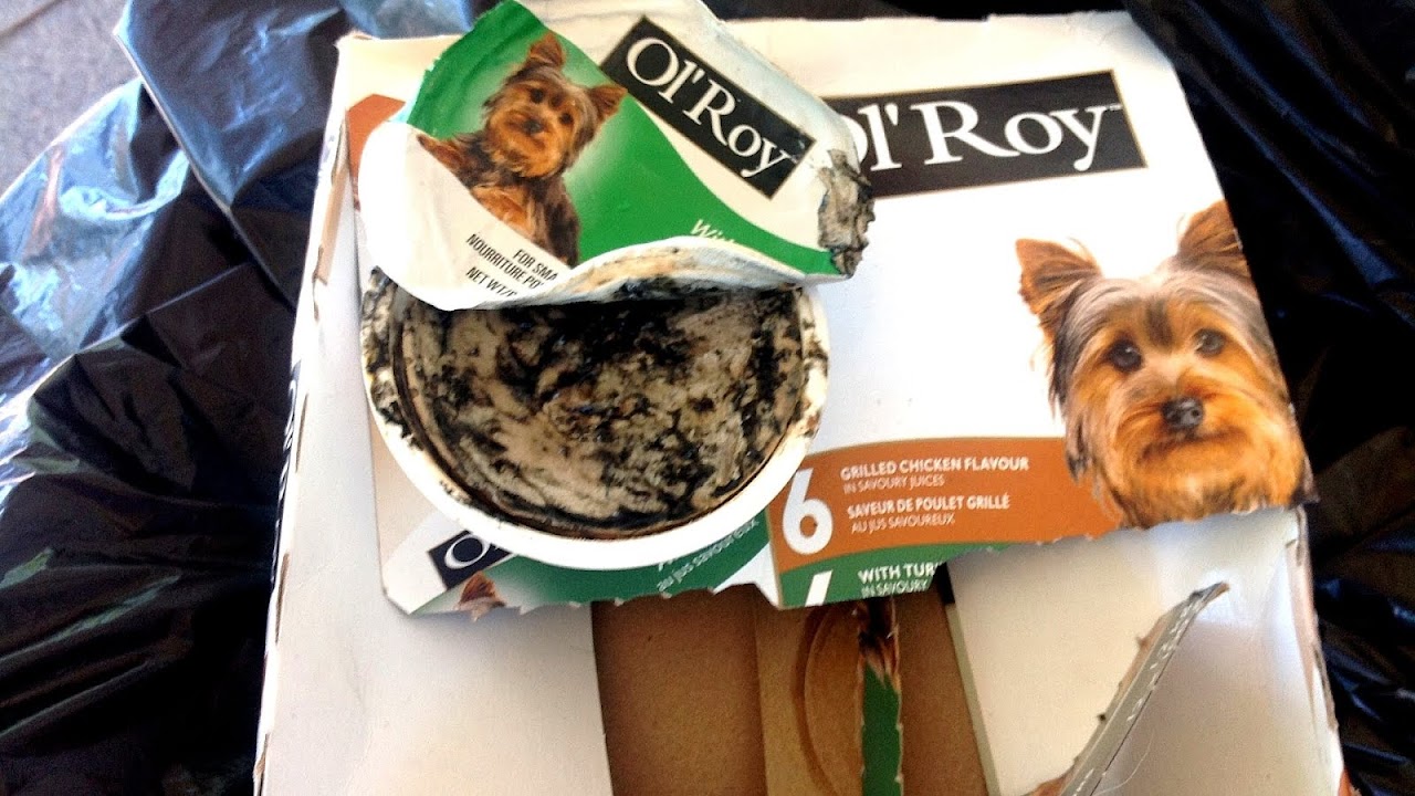 Best Dog Food For Hair Loss Dog Choices