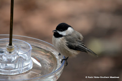 Southern Meadows~Winter is the Best Time for Backyard Birding