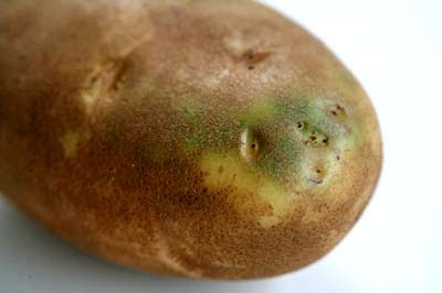 البطاطا الخضراء , اضرار البطاطا الخضراء.(مهم جدا للجميع)