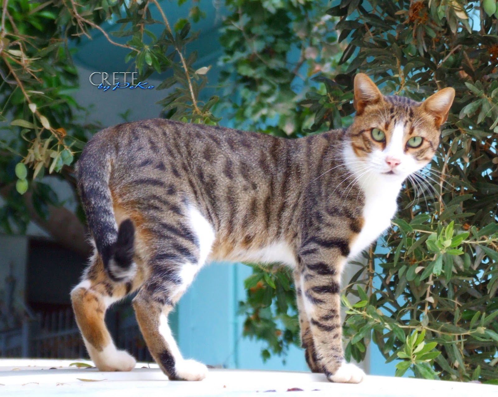 Pekos Kreta und Griechenland Blog Katzen auf Kreta Cats in Crete