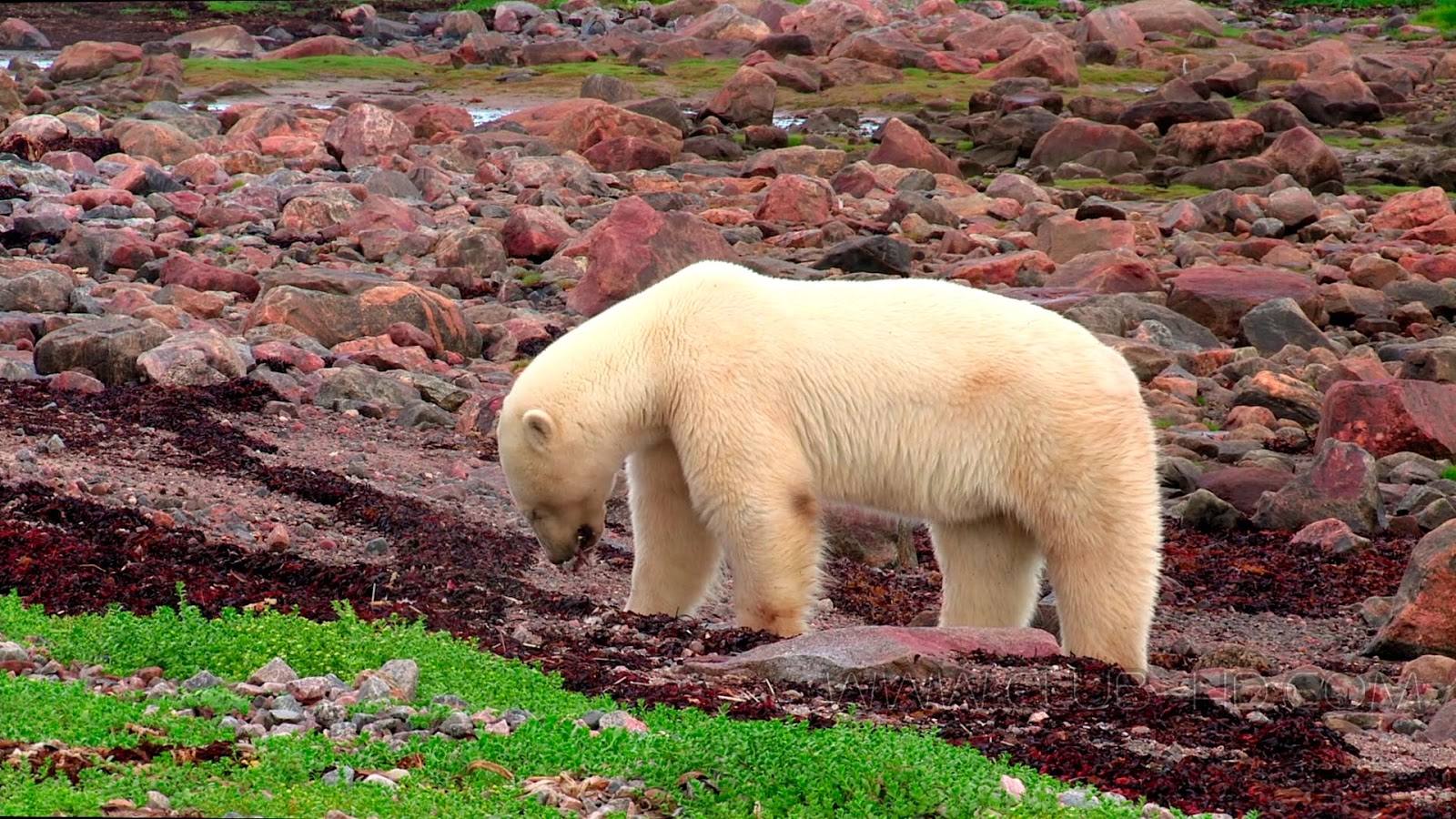 Polar-Bears-Ice-Bear-CAPTURA-3.jpg